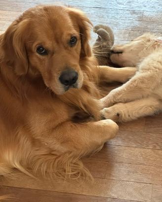Golden retriever disponibile per monta
