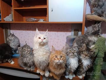 Cuccioli Maine coon