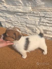 Cucciolo di jack russel