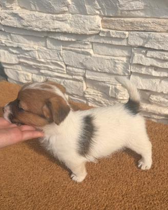 Cucciolo di jack russel