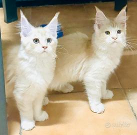 Cucciole Maine coon red silver
