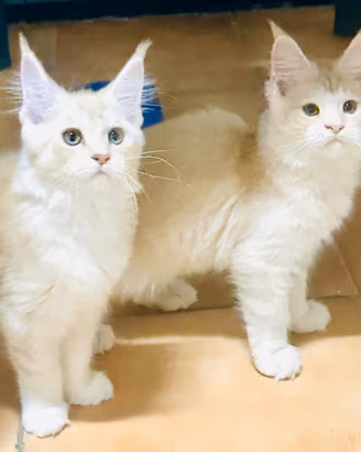 Cucciole Maine coon red silver