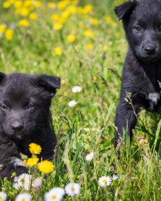 Cuccioli mix Pastore tedesco e labrador retriever