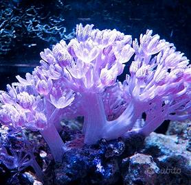 Xenia pumpling, Briareum, Paraclavularia