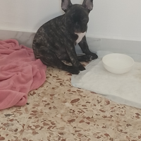 Bulldog francese