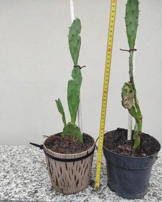 Pianta di fichi d'india 