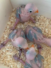 Parrocchetti dal collare