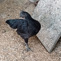Gallo Ayam Cemani 100% puro