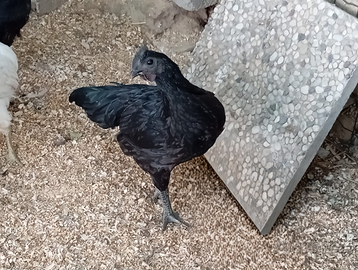 Gallo Ayam Cemani 100% puro