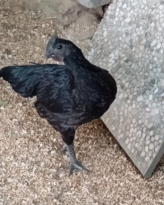 Gallo Ayam Cemani 100% puro
