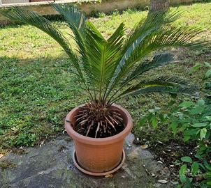PALMA CYCAS