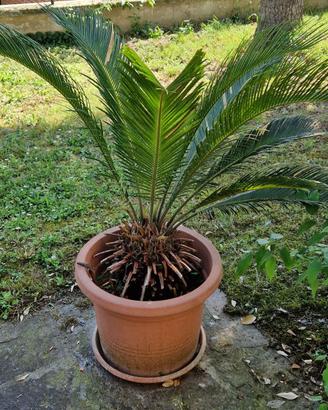 PALMA CYCAS
