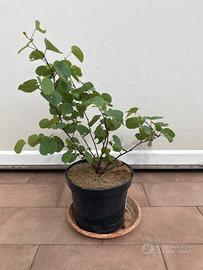 Albero di giuda