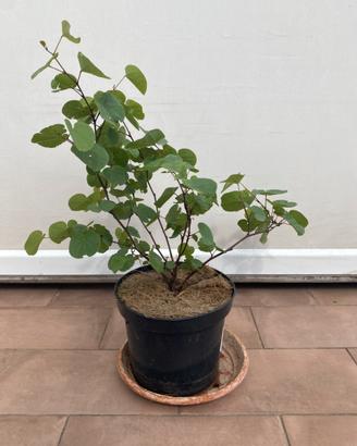 Albero di giuda