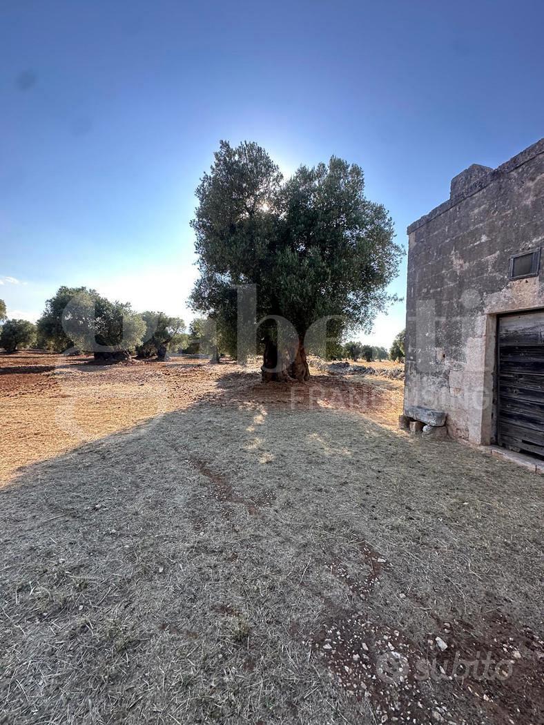 Terreno Agricolo Ostuni [Cod. rif 3331405VRG] - Vista 4