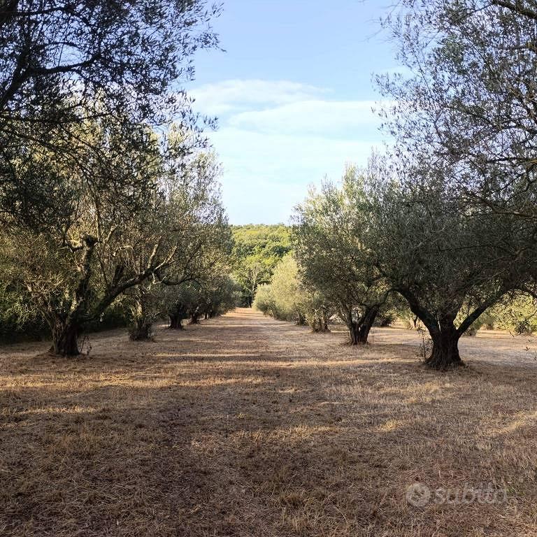 Terreno di 9710 m² a Blera - Vista 3