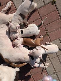 Cuccioli di Amstaff Red nose