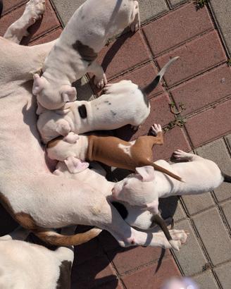 Cuccioli di Amstaff Red nose