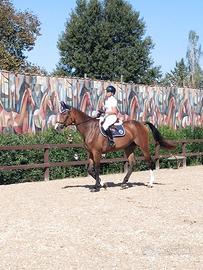Cavalla di 4 anni da salto ostacoli