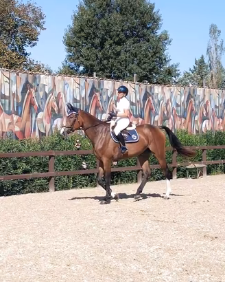 Cavalla di 4 anni da salto ostacoli