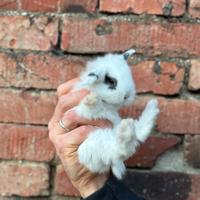 Ariete conigli cuccioli