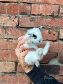 Ariete conigli cuccioli