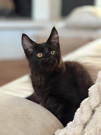 Maine Coon maschio cucciolo