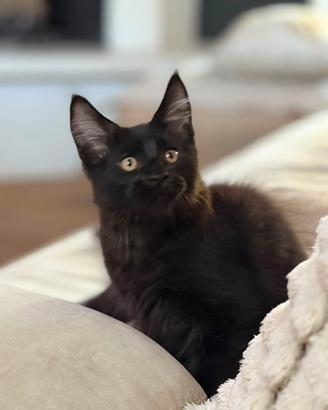Maine Coon maschio cucciolo