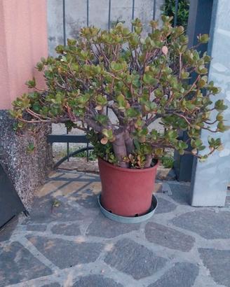 pianta 