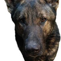 Pastore tedesco grigione