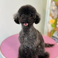 Barboncino toy femmina