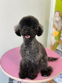 Barboncino toy femmina