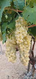 uva da vino trebbiano 