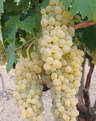 uva da vino trebbiano 