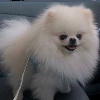 Spitz tedesco nano (Pomerania 100%)