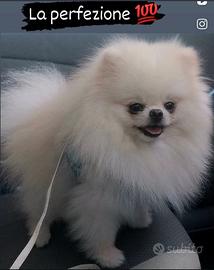 Spitz tedesco nano (Pomerania 100%)