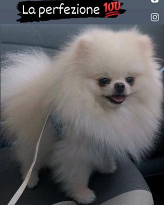 Spitz tedesco nano (Pomerania 100%)