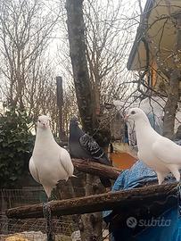 Colombi paesani grandi