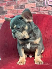 Bulldog francese