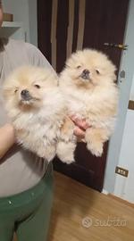 Spitz di pomerania Nano