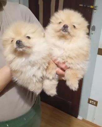 Spitz di pomerania Nano
