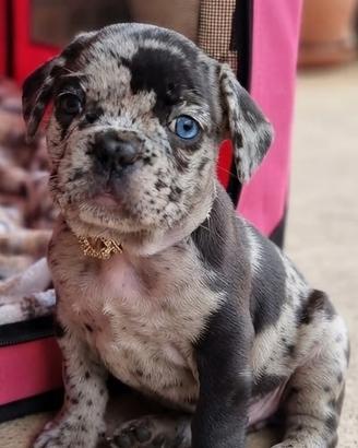Cucciola di bulldog francese