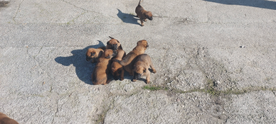 Cuccioli pastore belga malinois