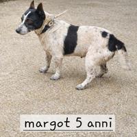 Cagnolina di taglia piccola