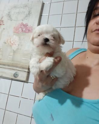 Maltese mini toy linea coreana