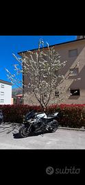Yamaha R1