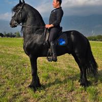 Stallone Frisone figlio di Alwin