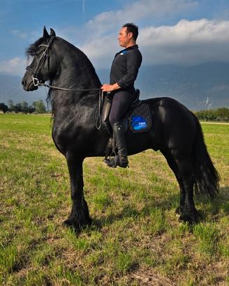 Stallone Frisone figlio di Alwin