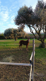 Puledro paint no color