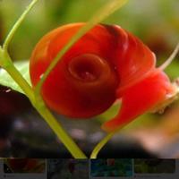 Planorbarius arancioni